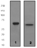 Western blot - Anti-EYA2 antibody [EPR2942] (AB92505), expandable thumbnail