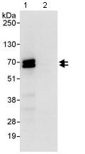 Immunoprecipitation - Anti-EYA3 antibody (AB95876), expandable thumbnail