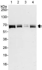 Western blot - Anti-EYA3 antibody (AB95876)