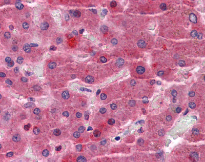 Immunohistochemistry (Formalin/PFA-fixed paraffin-embedded sections) - Anti-EYA4 antibody (AB110148)