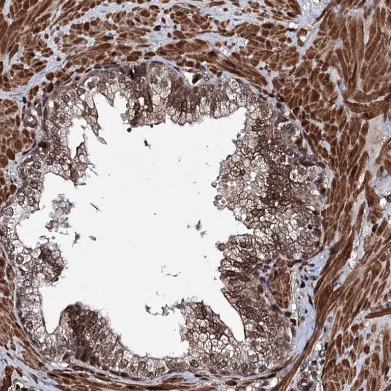 Immunohistochemistry (Formalin/PFA-fixed paraffin-embedded sections) - Anti-EYA4 antibody (AB251675)