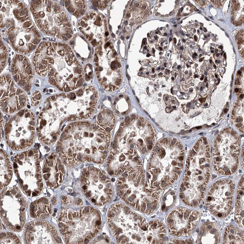 Immunohistochemistry (Formalin/PFA-fixed paraffin-embedded sections) - Anti-EYA4 antibody (AB251675)