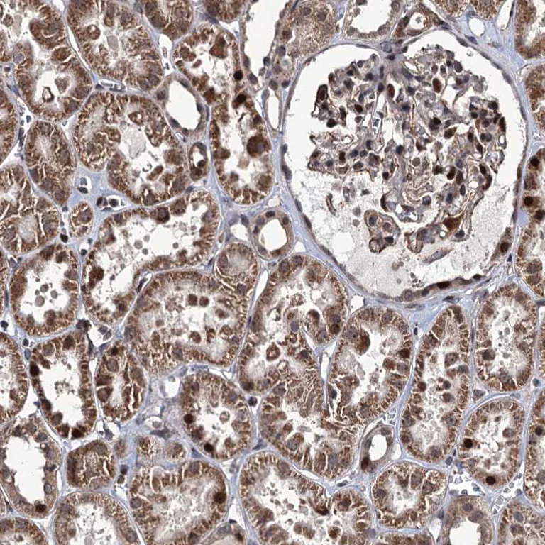 Immunohistochemistry (Formalin/PFA-fixed paraffin-embedded sections) - Anti-EYA4 antibody (AB251675)