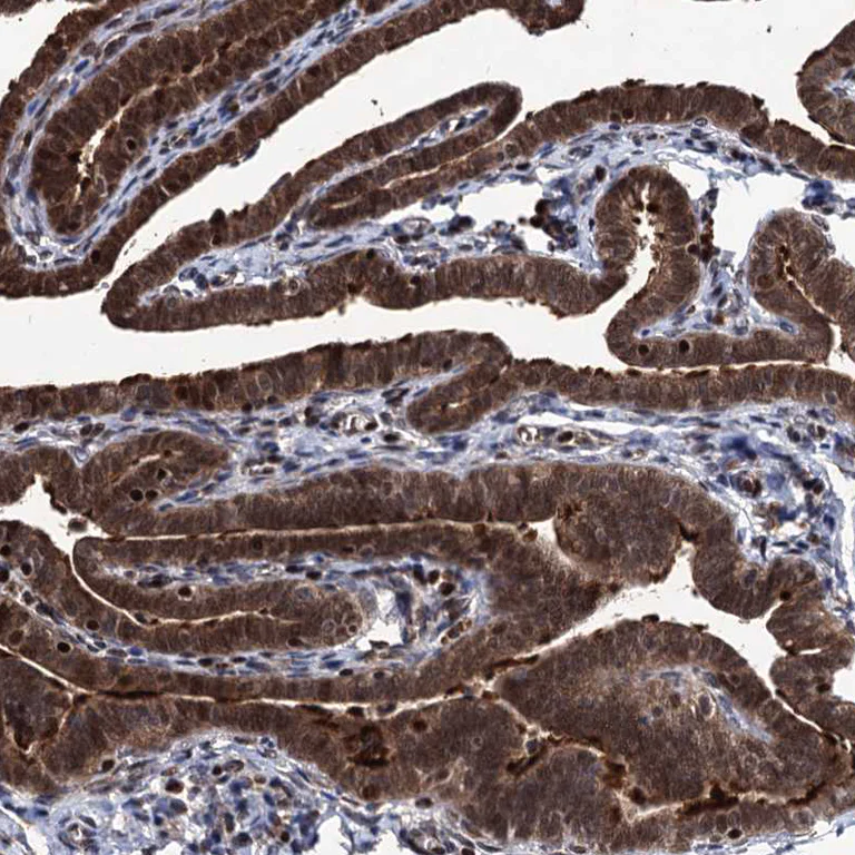 Immunohistochemistry (Formalin/PFA-fixed paraffin-embedded sections) - Anti-EYA4 antibody (AB251675)