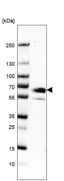 Western blot - Anti-EYA4 antibody (AB251675)