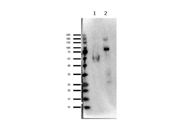 Western blot - Anti-EZH1 antibody (AB263961)