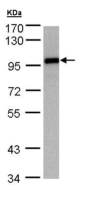 Western blot - Anti-EZH1 antibody - N-terminal (AB137693)