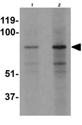 Western blot - Anti-EZH1 antibody - N-terminal (AB176115)
