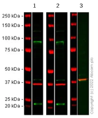 Western blot - Anti-EZH2 antibody [EPR24902-112] (AB287893)