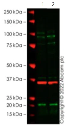 Western blot - Anti-EZH2 antibody [EPR24902-112] - BSA and Azide free (AB287901)