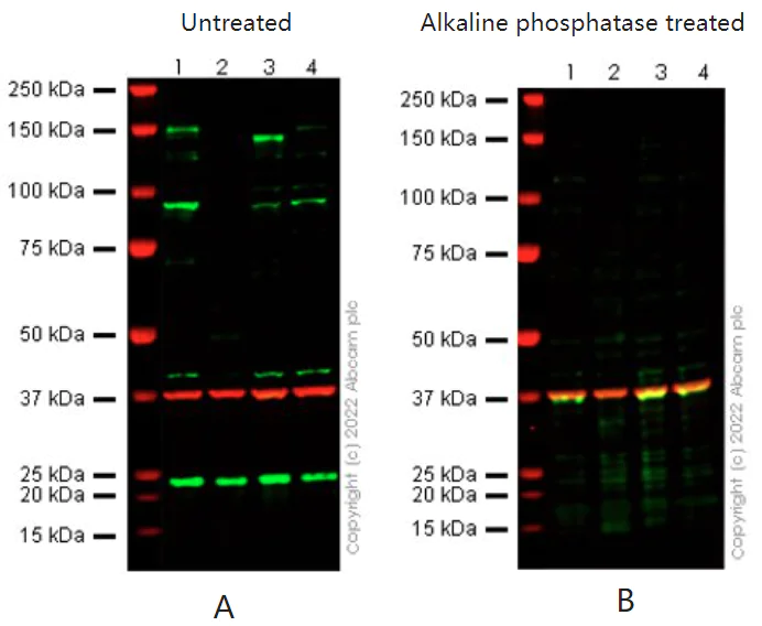 Western blot - Anti-EZH2 antibody [EPR24902-112] - BSA and Azide free (AB287901)