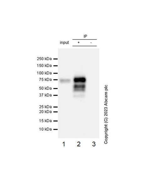 Immunoprecipitation - Anti-EZHIP antibody [EPR28396-24] - BSA and Azide free (AB316857)