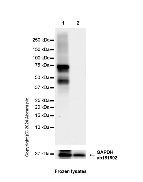Western blot - Anti-EZHIP antibody [EPR28396-24] - BSA and Azide free (AB316857)