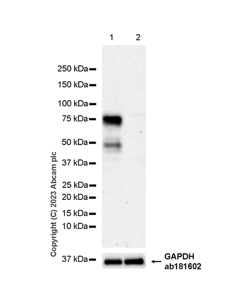 Western blot - Anti-EZHIP antibody [EPR28396-50] - BSA and Azide free (AB313393)