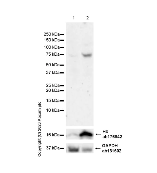 Western blot - Anti-EZHIP antibody [EPR28396-50] - BSA and Azide free (AB313393)