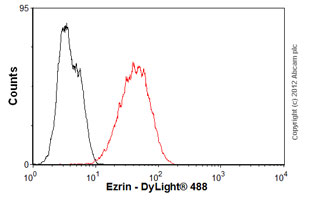 Flow Cytometry (Intracellular) - Anti-Ezrin antibody [3C12] (AB4069)
