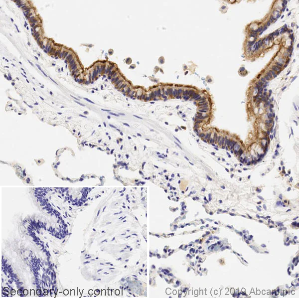 Immunohistochemistry (Formalin/PFA-fixed paraffin-embedded sections) - Anti-Ezrin antibody [3C12] (AB4069)
