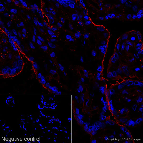 Immunohistochemistry (Frozen sections) - Anti-Ezrin antibody [3C12] (AB4069)