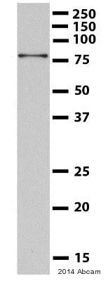 Western blot - Anti-Ezrin antibody [3C12] (AB4069)