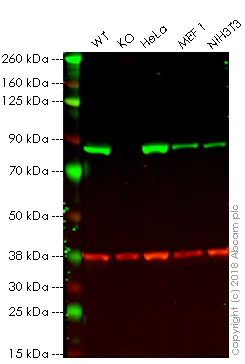 Western blot - Anti-Ezrin antibody [3C12] (AB4069)
