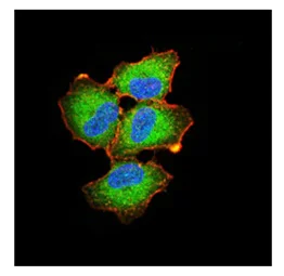 Immunocytochemistry/ Immunofluorescence - Anti-Ezrin antibody [6F1A9] (AB205381)