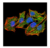 Immunocytochemistry/ Immunofluorescence - Anti-Ezrin antibody [6F1C3] (AB204954)