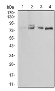 Western blot - Anti-Ezrin antibody [6F1C3] (AB204954)