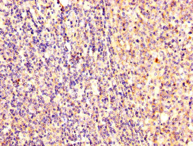 Immunohistochemistry (Formalin/PFA-fixed paraffin-embedded sections) - Anti-Ezrin antibody (AB235927)