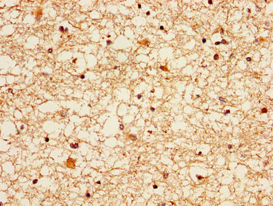 Immunohistochemistry (Formalin/PFA-fixed paraffin-embedded sections) - Anti-Ezrin antibody (AB235927)