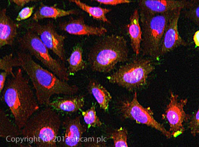 Immunocytochemistry/ Immunofluorescence - Anti-Ezrin antibody [EP886Y] - BSA and Azide free (AB239832)