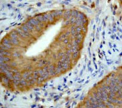 Immunohistochemistry (Formalin/PFA-fixed paraffin-embedded sections) - Anti-Ezrin antibody [EP886Y] - BSA and Azide free (AB239832)