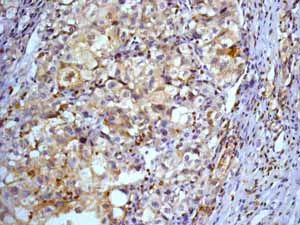 Immunohistochemistry (Formalin/PFA-fixed paraffin-embedded sections) - Anti-Ezrin antibody [EP886Y] - BSA and Azide free (AB239832)