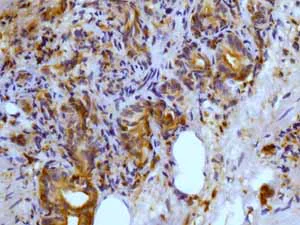 Immunohistochemistry (Formalin/PFA-fixed paraffin-embedded sections) - Anti-Ezrin antibody [EP886Y] - BSA and Azide free (AB239832)