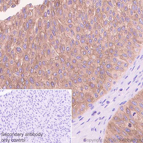 Immunohistochemistry (Formalin/PFA-fixed paraffin-embedded sections) - Anti-Ezrin antibody [EP886Y] - BSA and Azide free (AB239832)