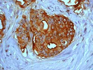 Immunohistochemistry (Formalin/PFA-fixed paraffin-embedded sections) - Anti-Ezrin antibody [EP886Y] - BSA and Azide free (AB239832)