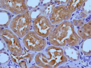 Immunohistochemistry (Formalin/PFA-fixed paraffin-embedded sections) - Anti-Ezrin antibody [EP886Y] - BSA and Azide free (AB239832)