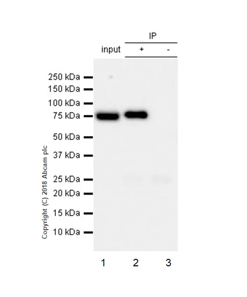 Immunoprecipitation - Anti-Ezrin antibody [EP886Y] - BSA and Azide free (AB239832)
