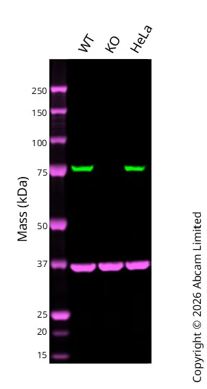 Western blot - Anti-Ezrin antibody [EP886Y] - BSA and Azide free (AB239832)