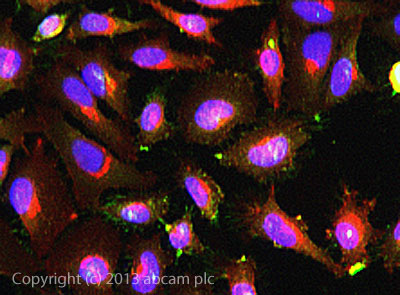Immunocytochemistry/ Immunofluorescence - Anti-Ezrin antibody [EP886Y] - Plasma Membrane Marker (ab40839), expandable thumbnail