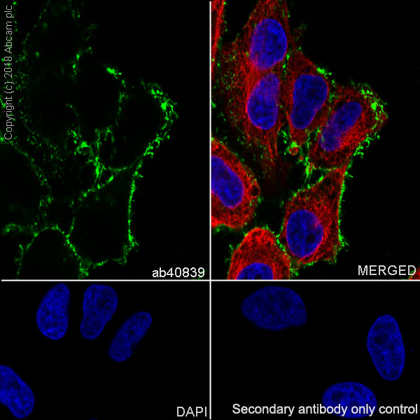 Immunocytochemistry/ Immunofluorescence - Anti-Ezrin antibody [EP886Y] - Plasma Membrane Marker (ab40839), expandable thumbnail