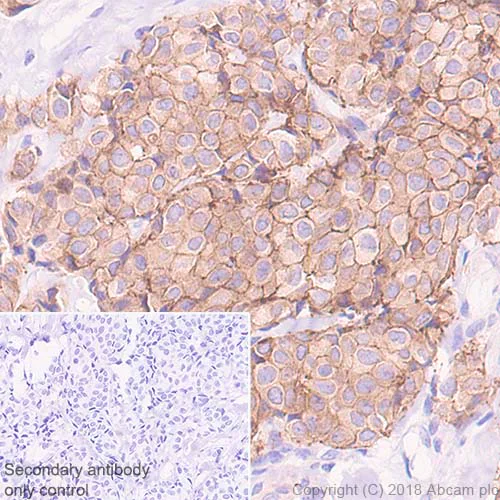 Immunohistochemistry (Formalin/PFA-fixed paraffin-embedded sections) - Anti-Ezrin antibody [EP886Y] - Plasma Membrane Marker (AB40839)