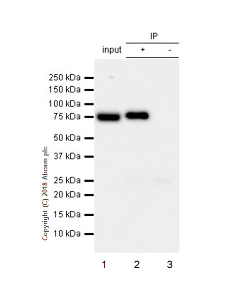 Immunoprecipitation - Anti-Ezrin antibody [EP886Y] - Plasma Membrane Marker (AB40839), expandable thumbnail