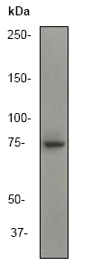Western blot - Anti-Ezrin antibody [EP886Y] - Plasma Membrane Marker (ab40839), expandable thumbnail