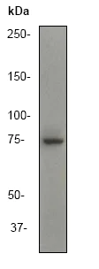 Western blot - Anti-Ezrin antibody [EP886Y] - Plasma Membrane Marker (AB40839)