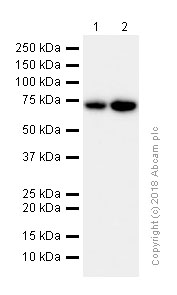 Western blot - Anti-Ezrin antibody [EP886Y] - Plasma Membrane Marker (AB40839), expandable thumbnail