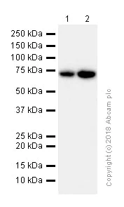 Western blot - Anti-Ezrin antibody [EP886Y] - Plasma Membrane Marker (AB40839)