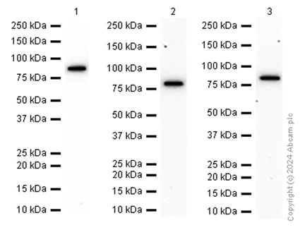 Western blot - Anti-Ezrin antibody [EP924Y] (AB75840)