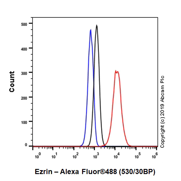 Flow Cytometry (Intracellular) - Anti-Ezrin antibody [EPR23353-55] (AB270442)