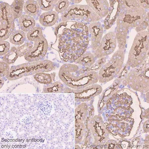 Immunohistochemistry (Formalin/PFA-fixed paraffin-embedded sections) - Anti-Ezrin antibody [EPR23353-55] (AB270442)