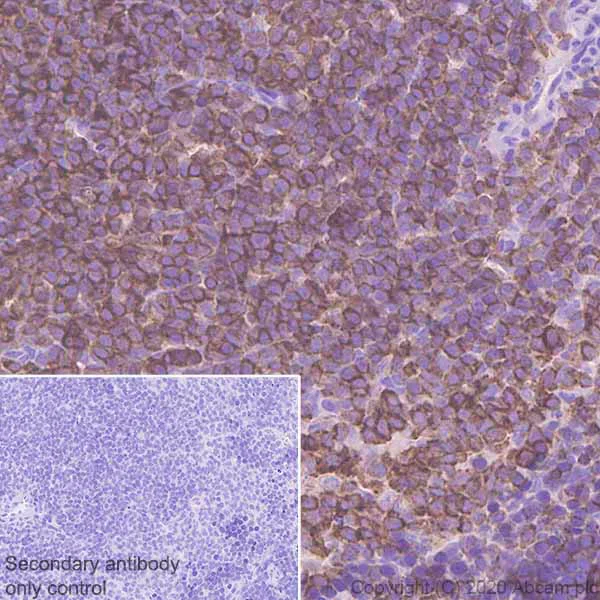 Immunohistochemistry (Formalin/PFA-fixed paraffin-embedded sections) - Anti-Ezrin antibody [EPR23353-55] (AB270442)